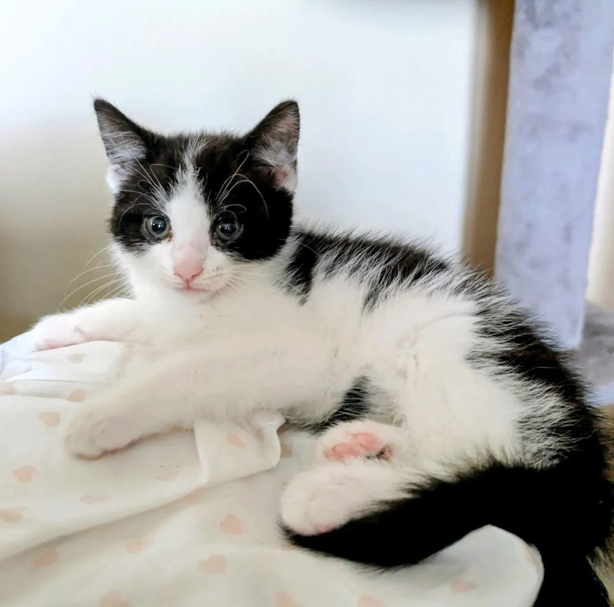 kittens - Image 2