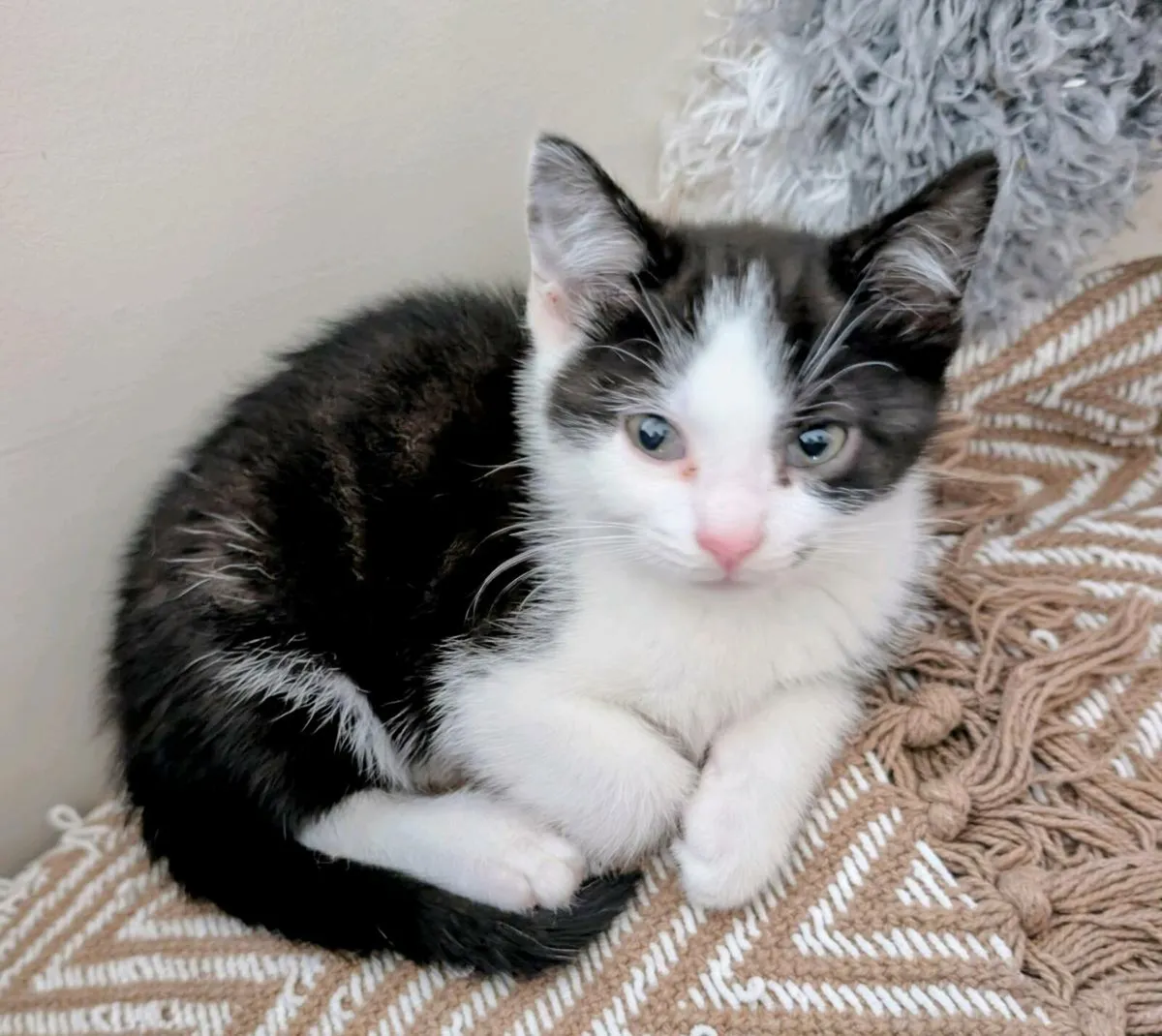 kittens - Image 3