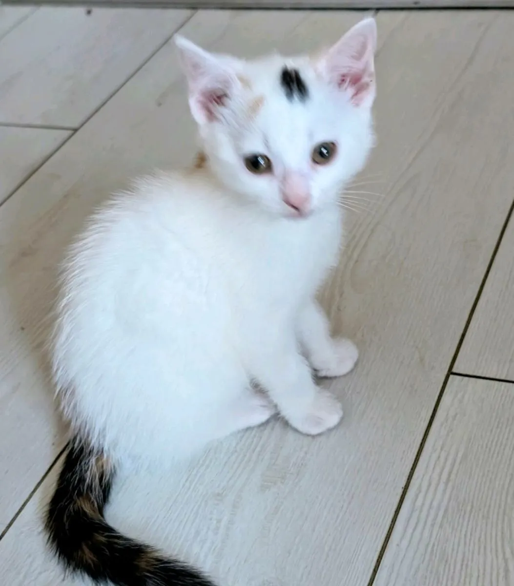 kittens - Image 4