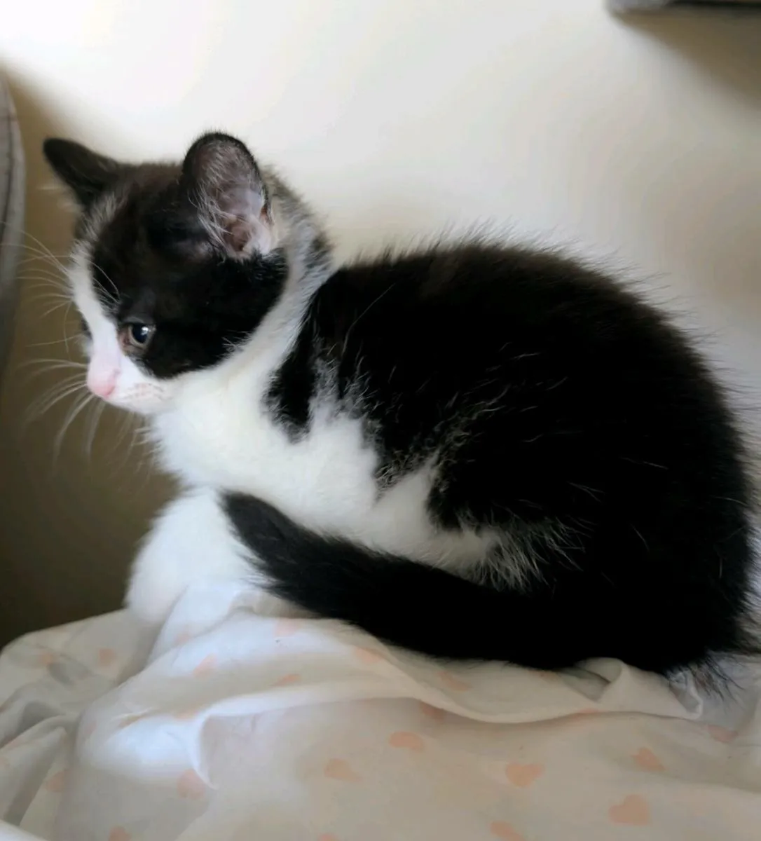 Kitten only one left - Image 3