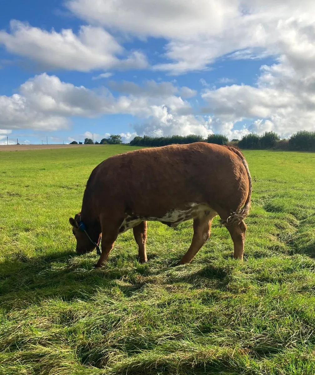 Exceptional In-calf heifer - Image 1