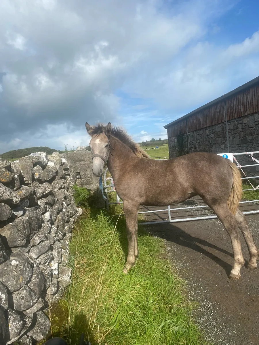 Filly foal Irish draught - Image 1