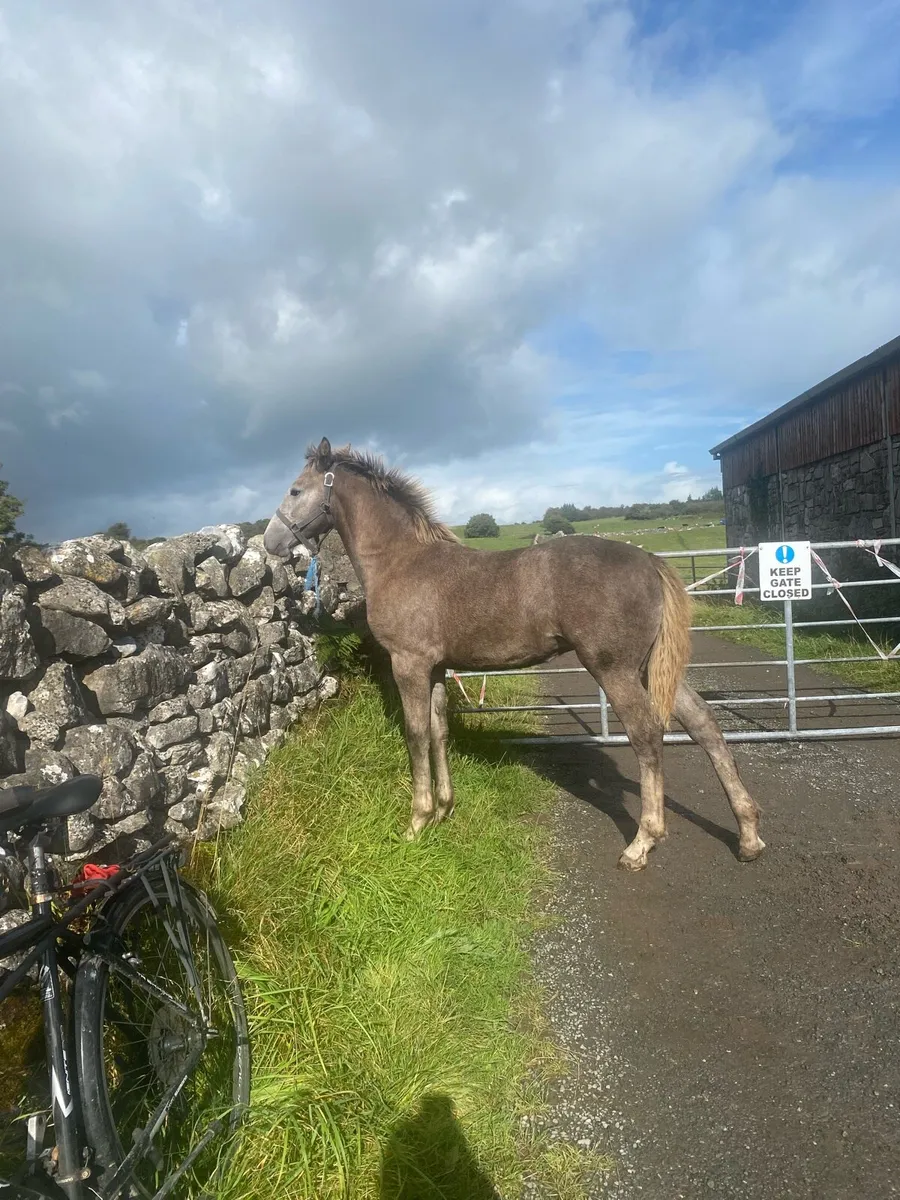 Filly foal Irish draught - Image 2