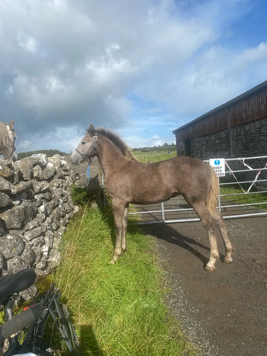 Filly foal Irish draught - Image 3