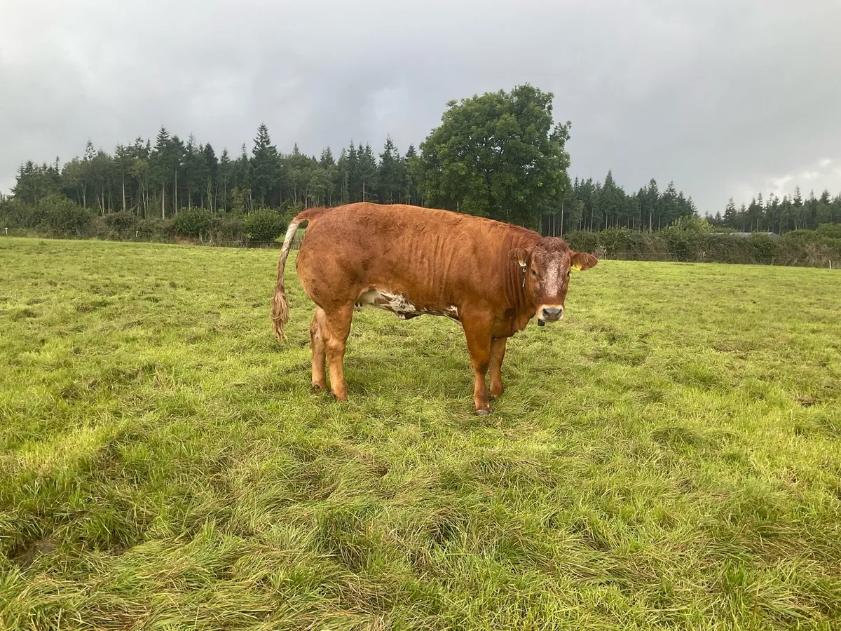 Exceptional In-calf heifer - Image 2