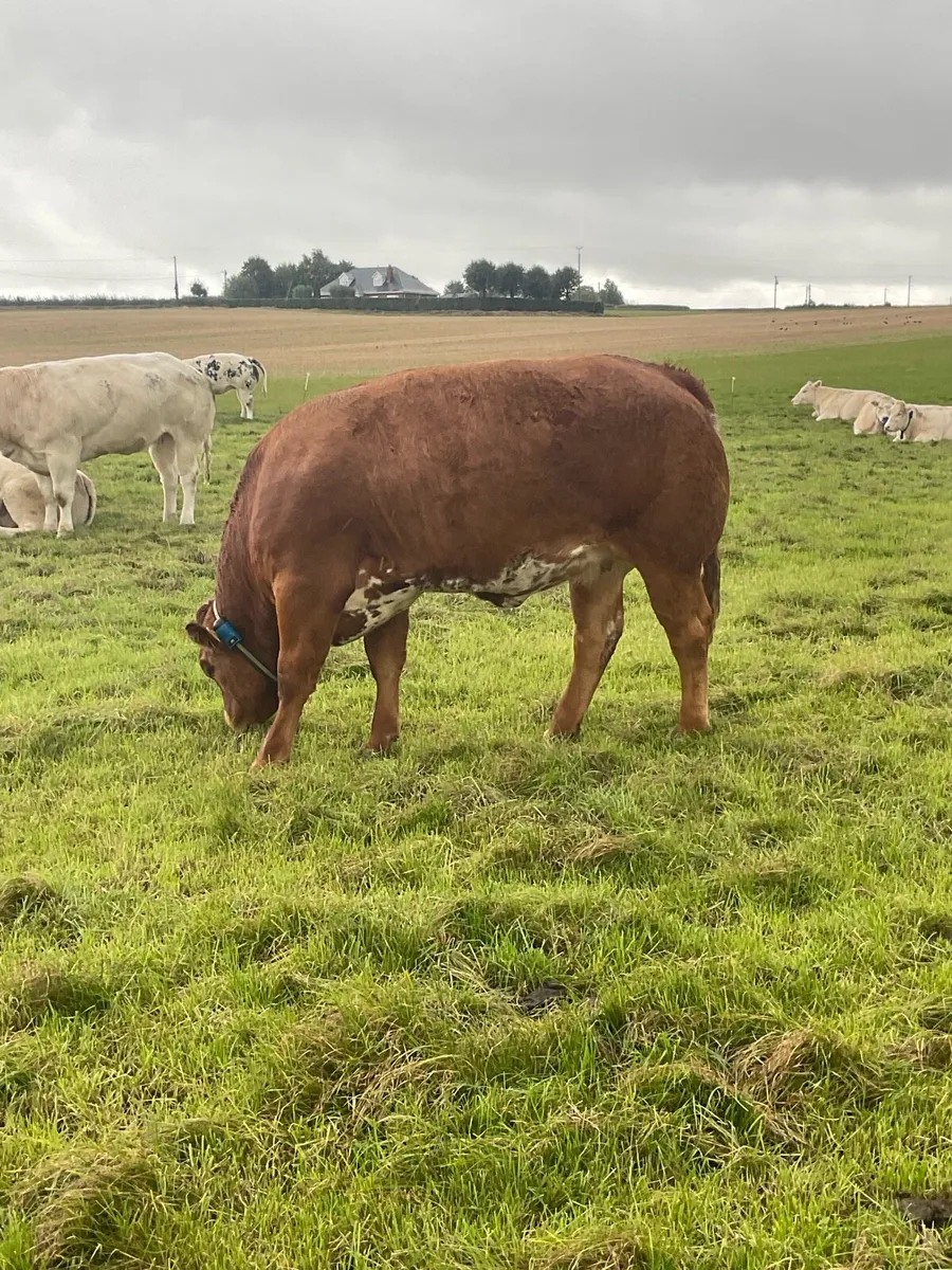 Exceptional In-calf heifer - Image 4