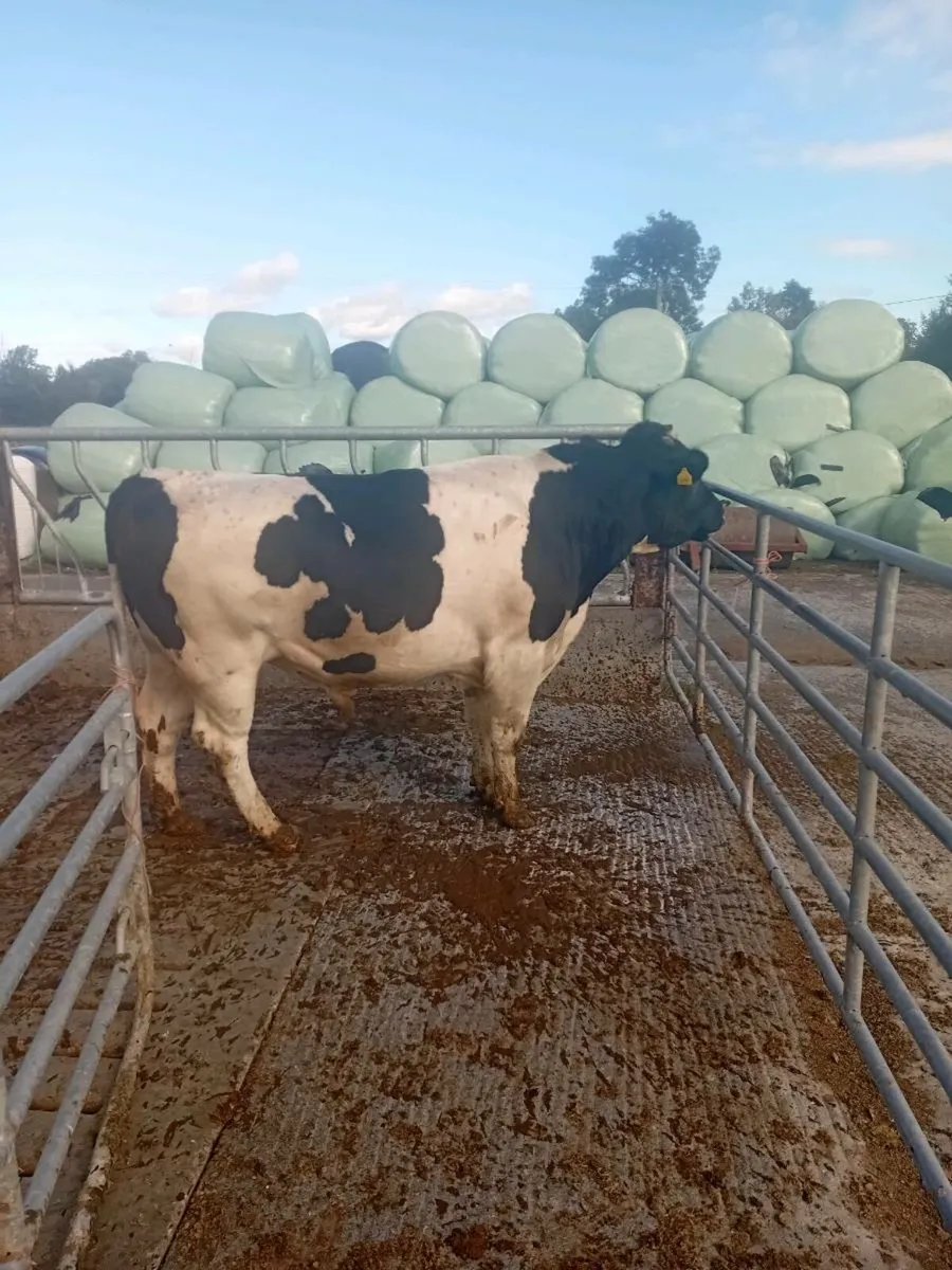 FRIESIAN BULL - Image 1