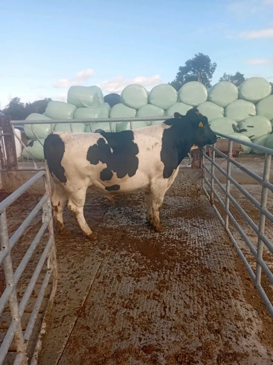 FRIESIAN BULL - Image 2