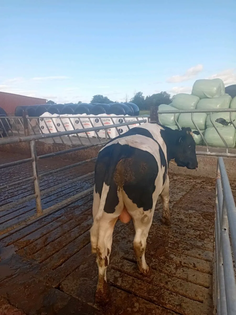 FRIESIAN BULL - Image 3