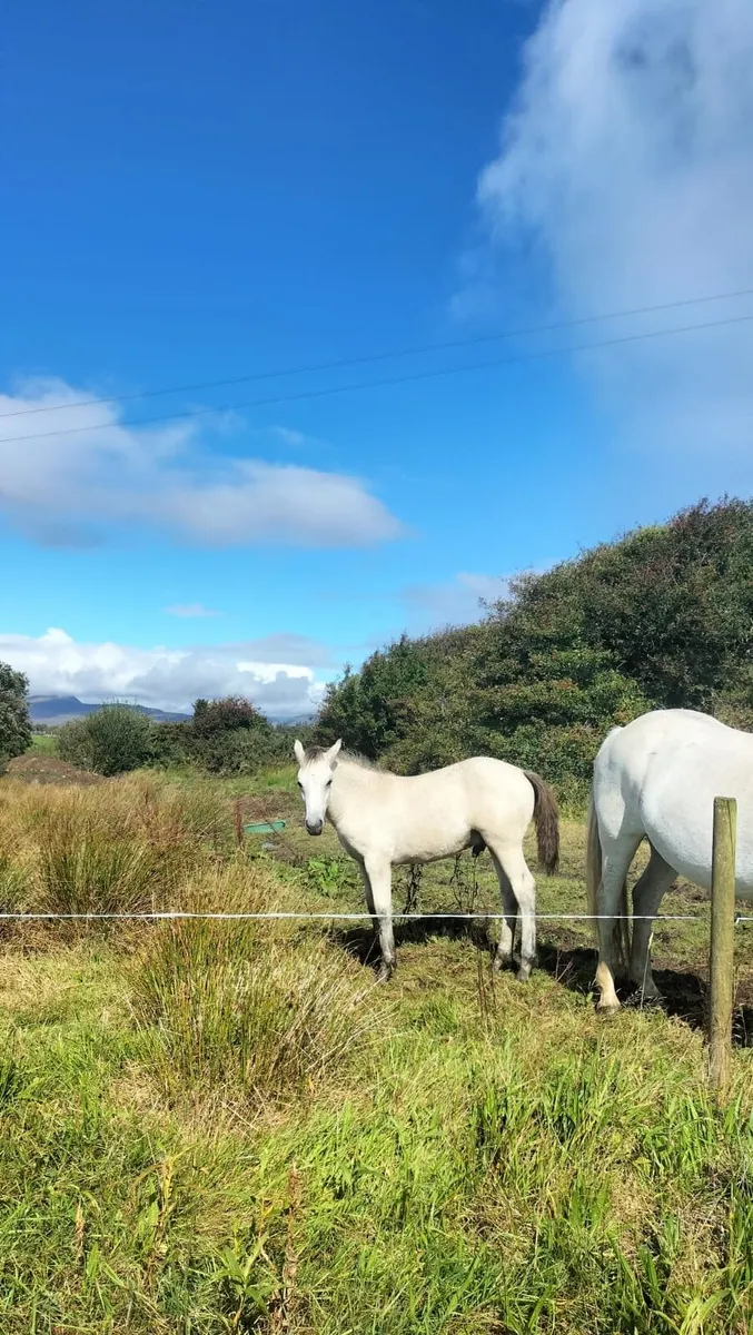 Connemara Pony Dun Colt Foal - Image 1