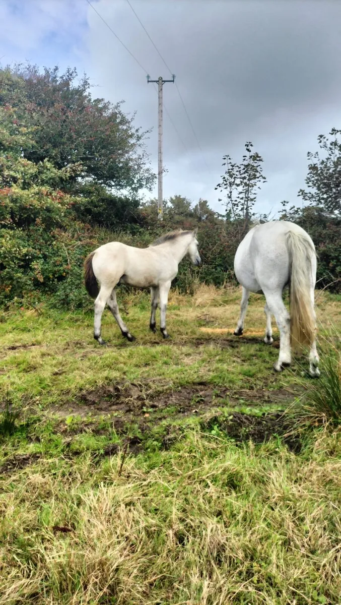Connemara Pony Dun Colt Foal - Image 2