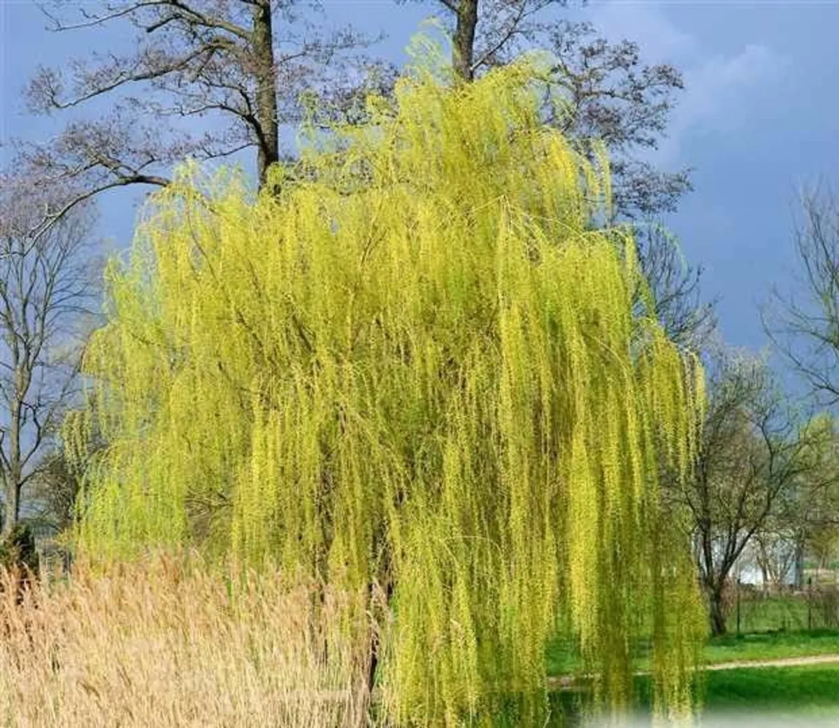 Large Potted Trees - Image 1