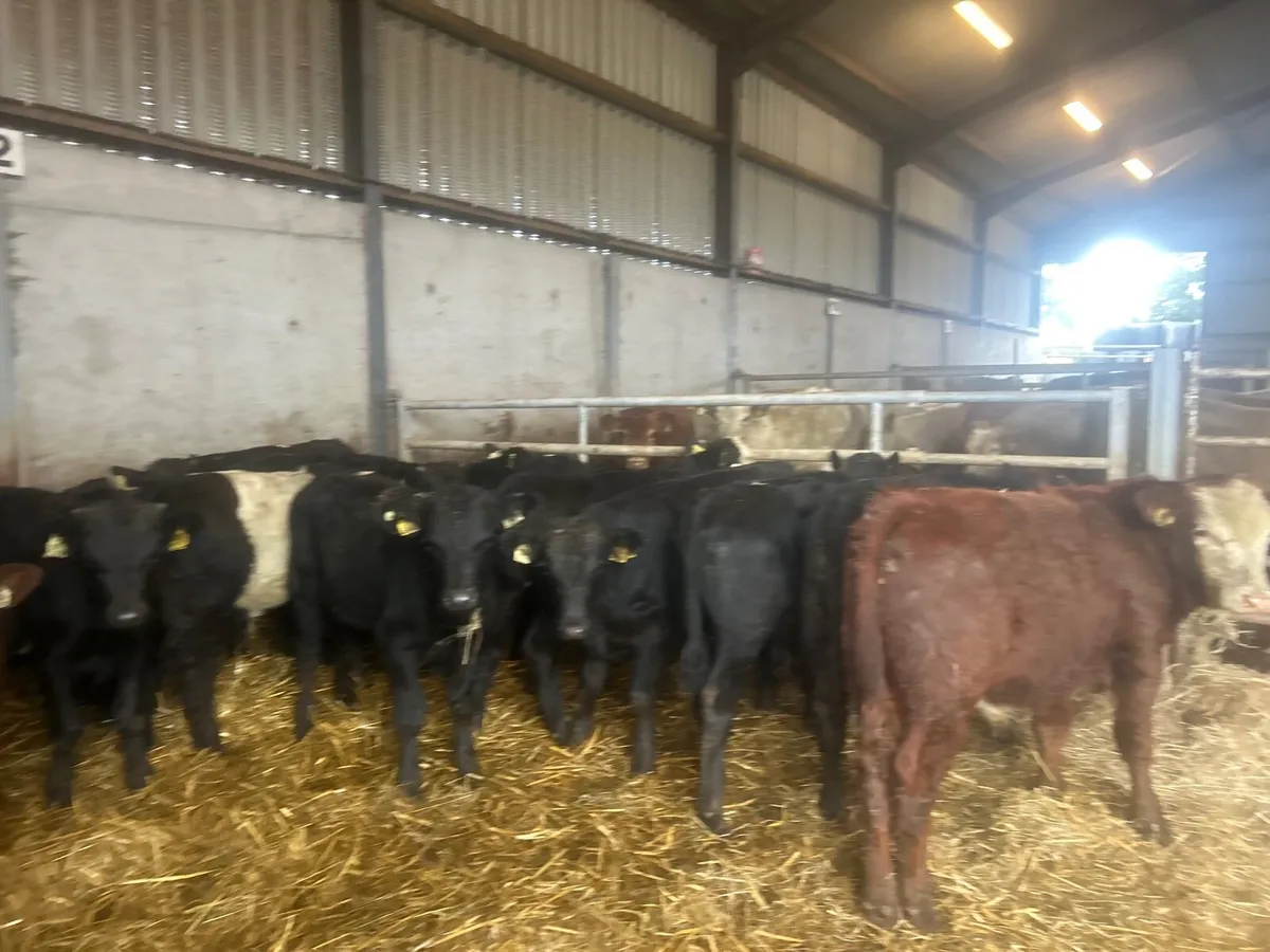 15 super suckler bred Angus bull weanlings - Image 1