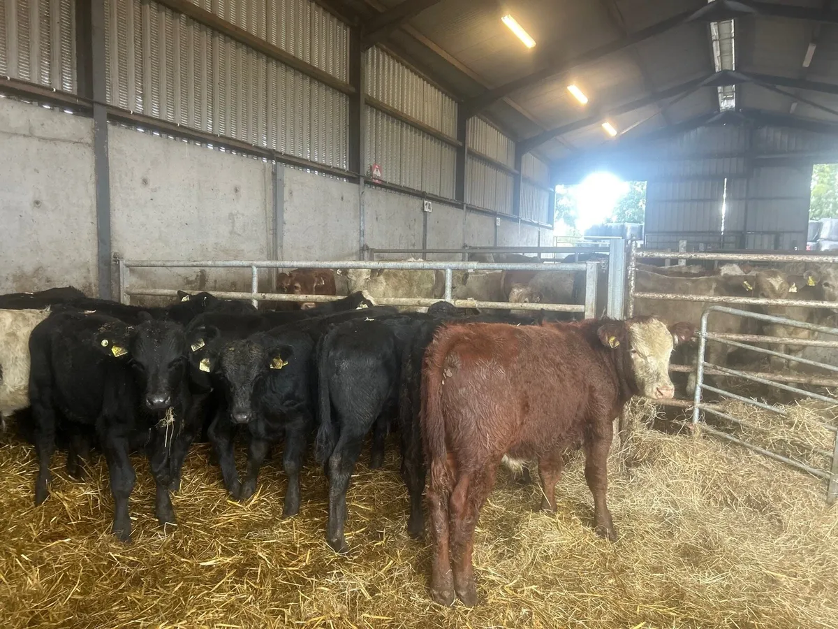 15 super suckler bred Angus bull weanlings - Image 3
