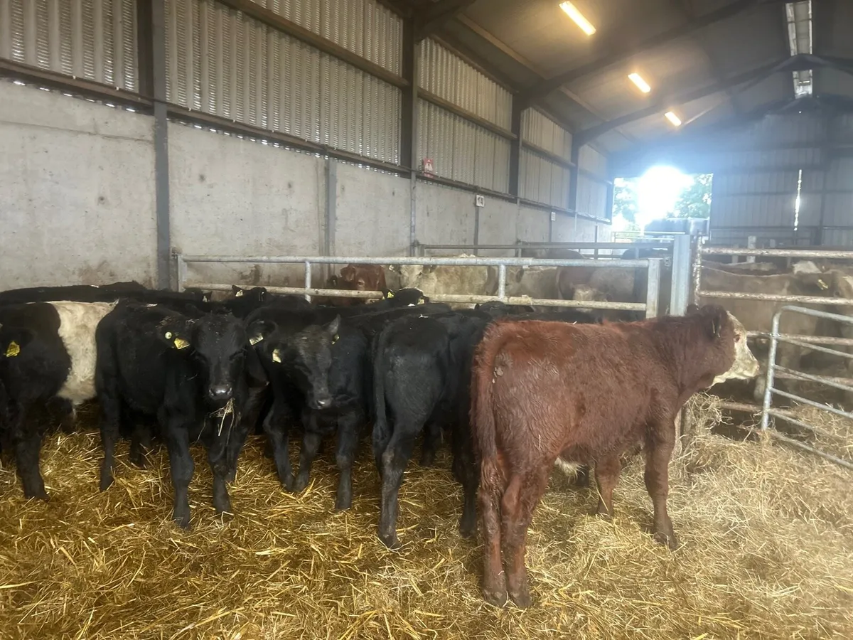 15 super suckler bred Angus bull weanlings - Image 4