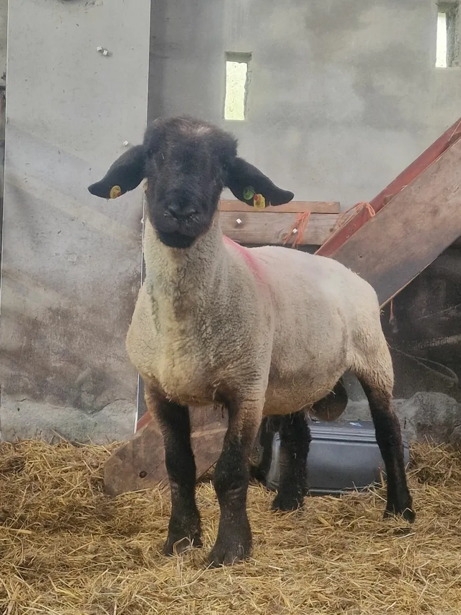 Ram - Image 1