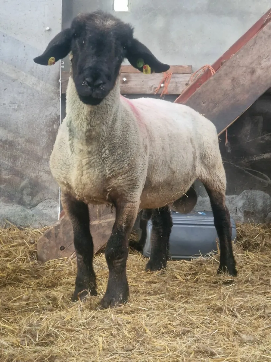 Ram - Image 2