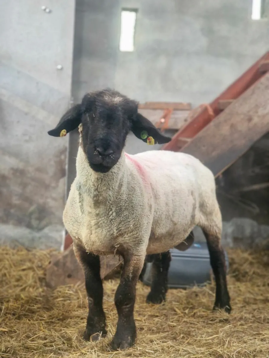 Ram - Image 3