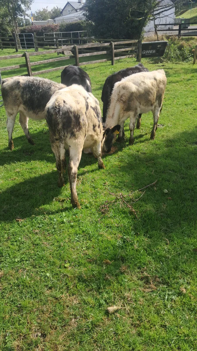 Belgium blue heifers - Image 2