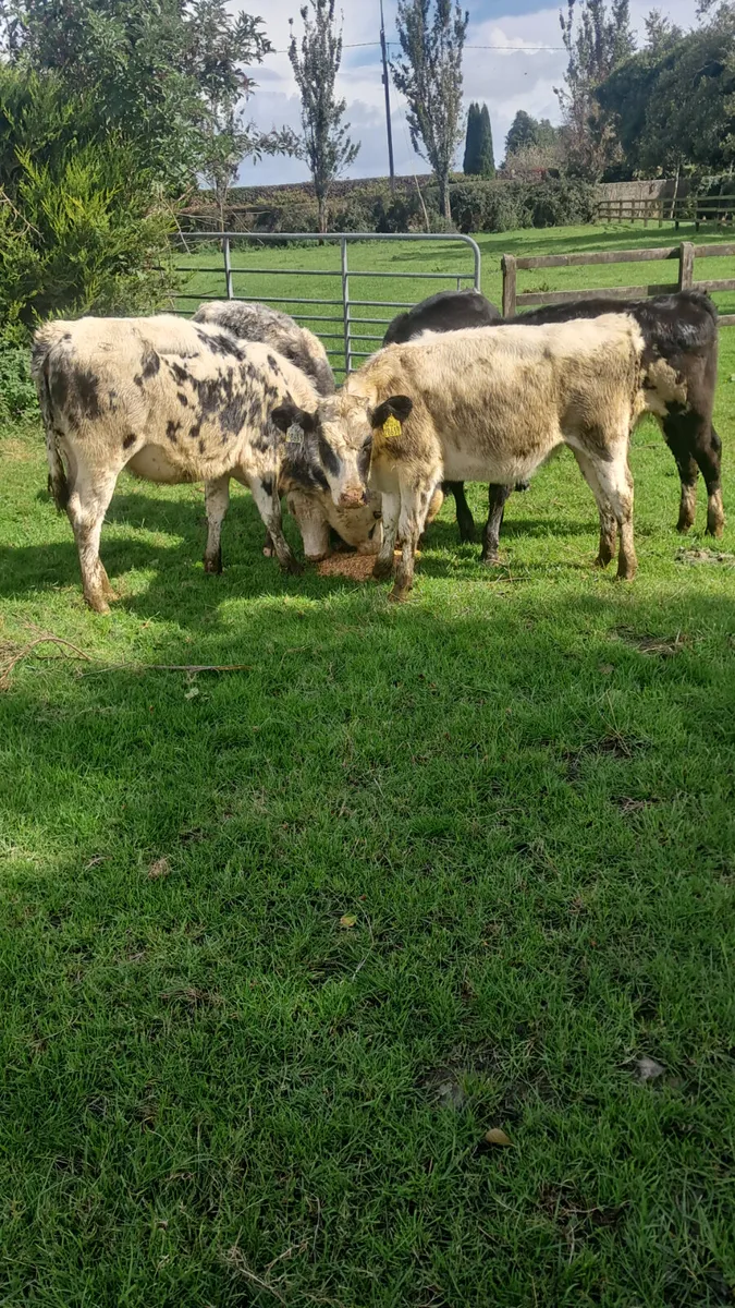 Belgium blue heifers - Image 3