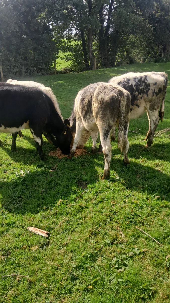 Belgium blue heifers - Image 1