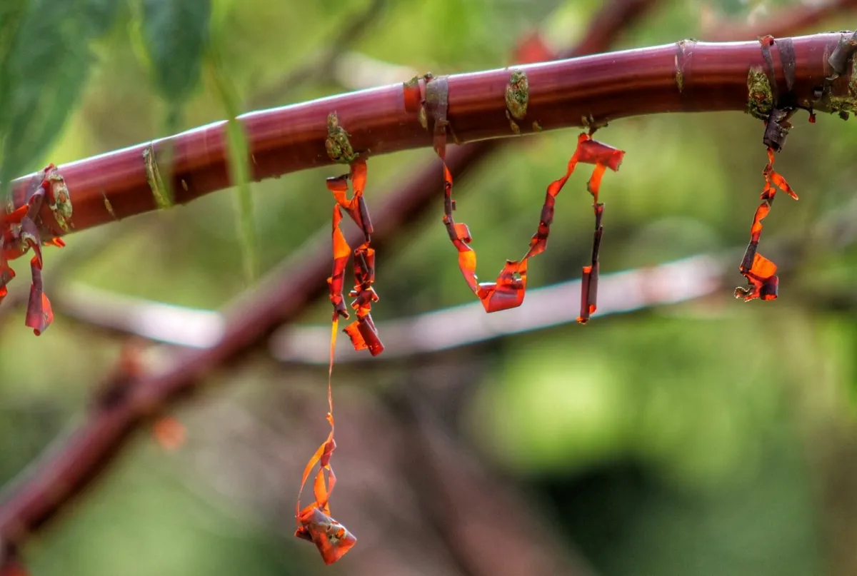 Tibetan Cherry Blossom - Image 2