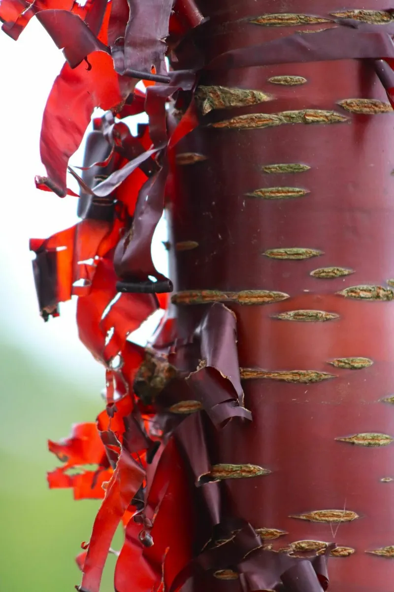 Tibetan Cherry Blossom - Image 3