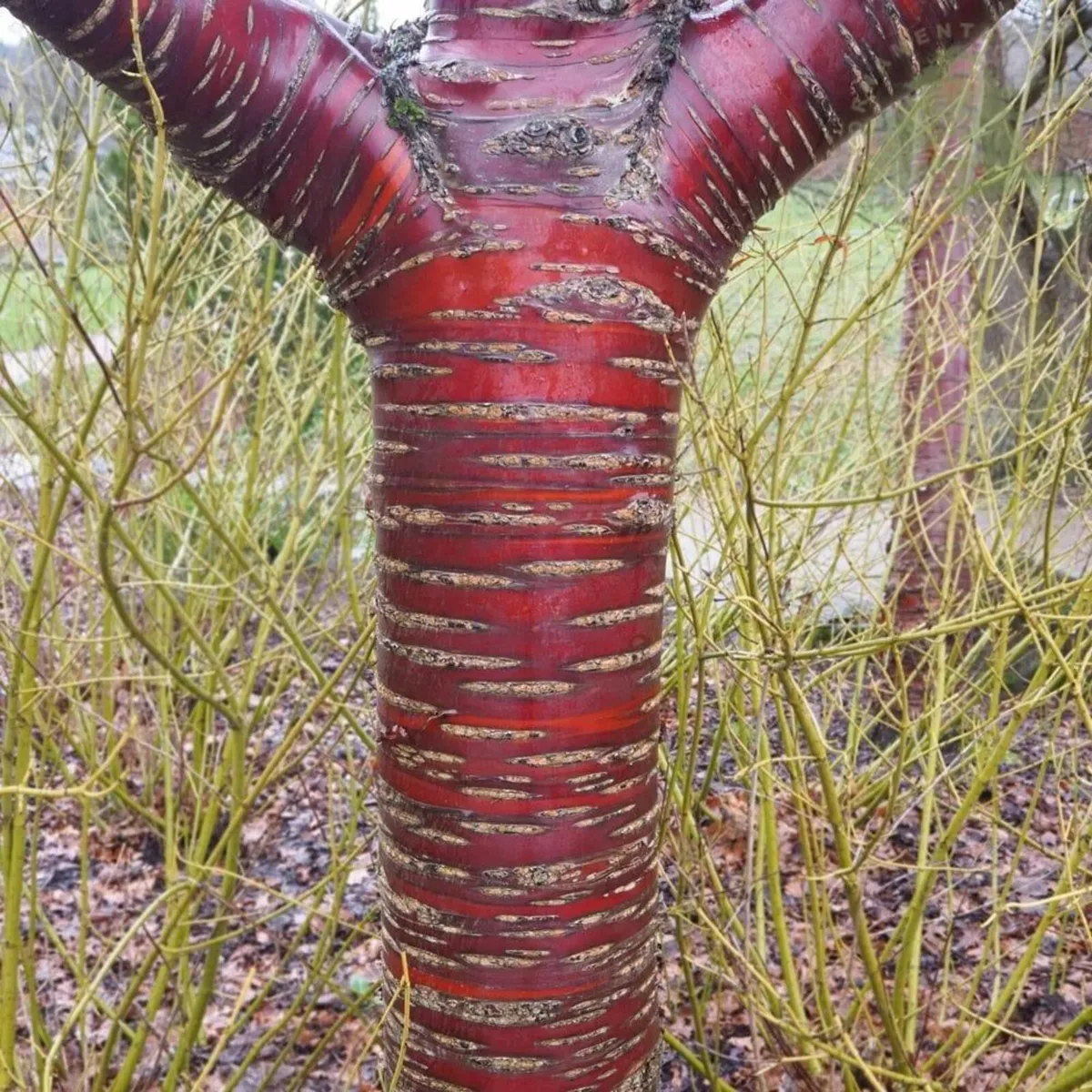 Large Potted Trees - Image 2