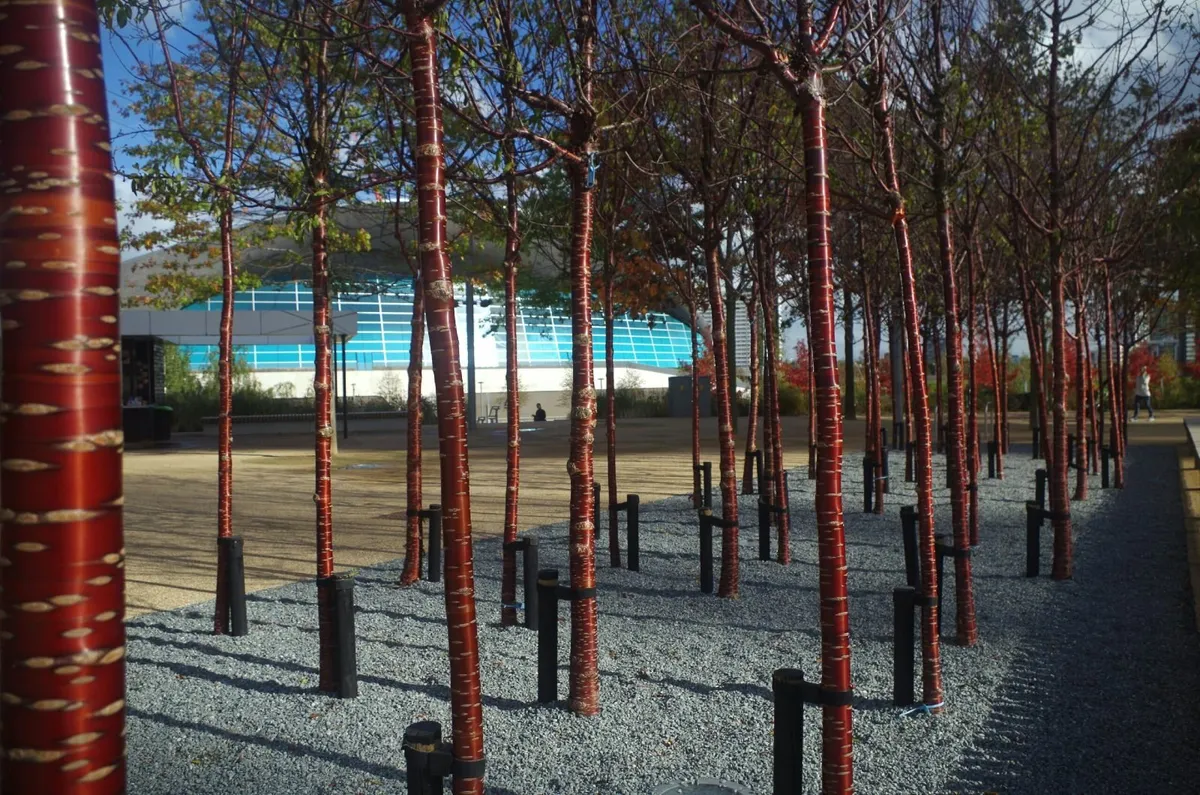 Large Potted Trees - Image 3