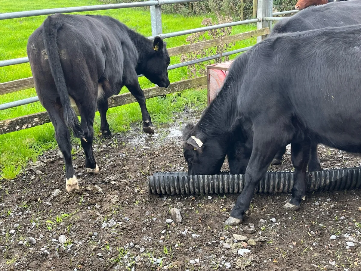 Beef Heifers - Image 1