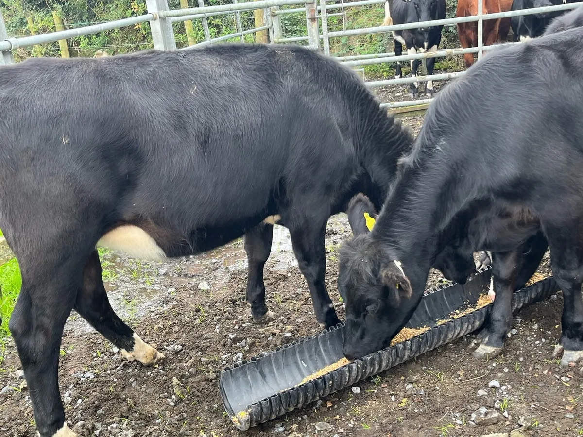 Beef Heifers - Image 2