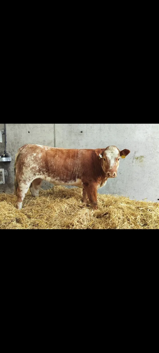 Show Heifer - Image 2