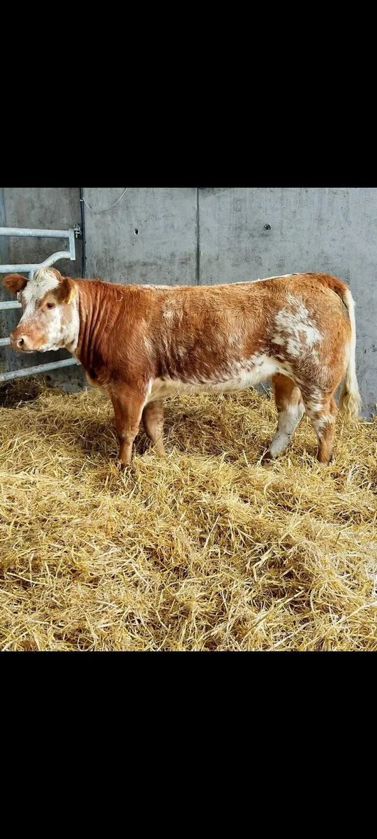 Show Heifer - Image 1