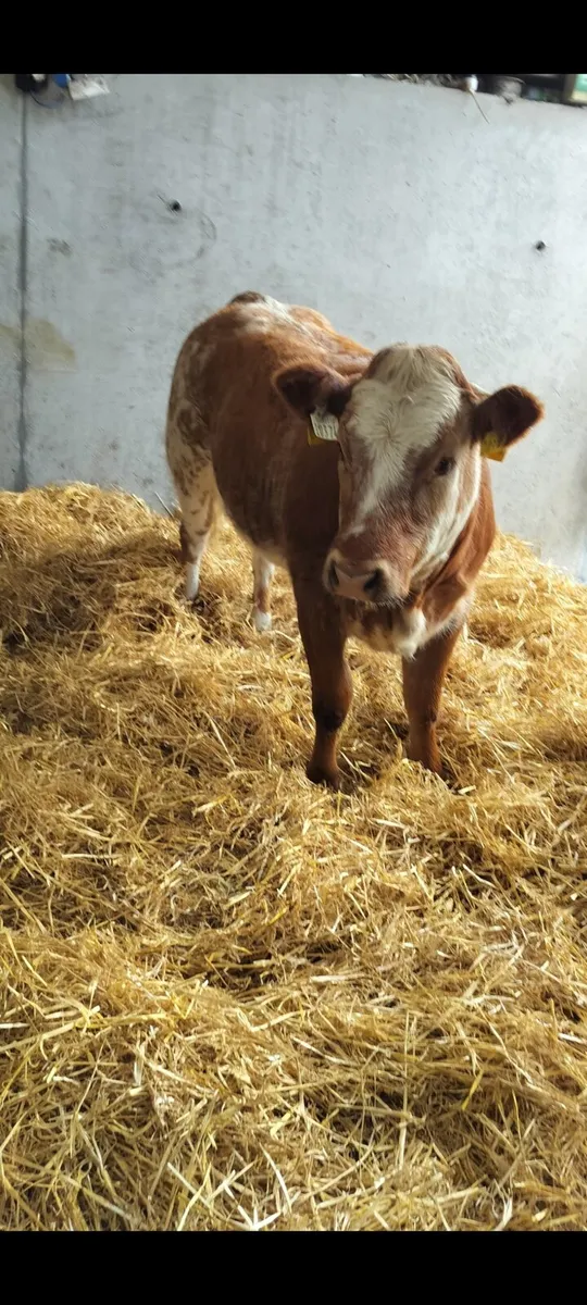 Show Heifer - Image 3