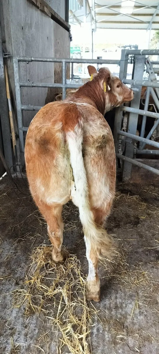 Show Heifer - Image 4
