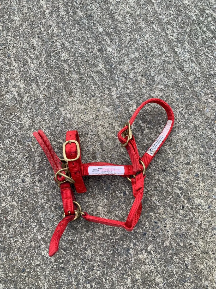 Headcollar - Image 1