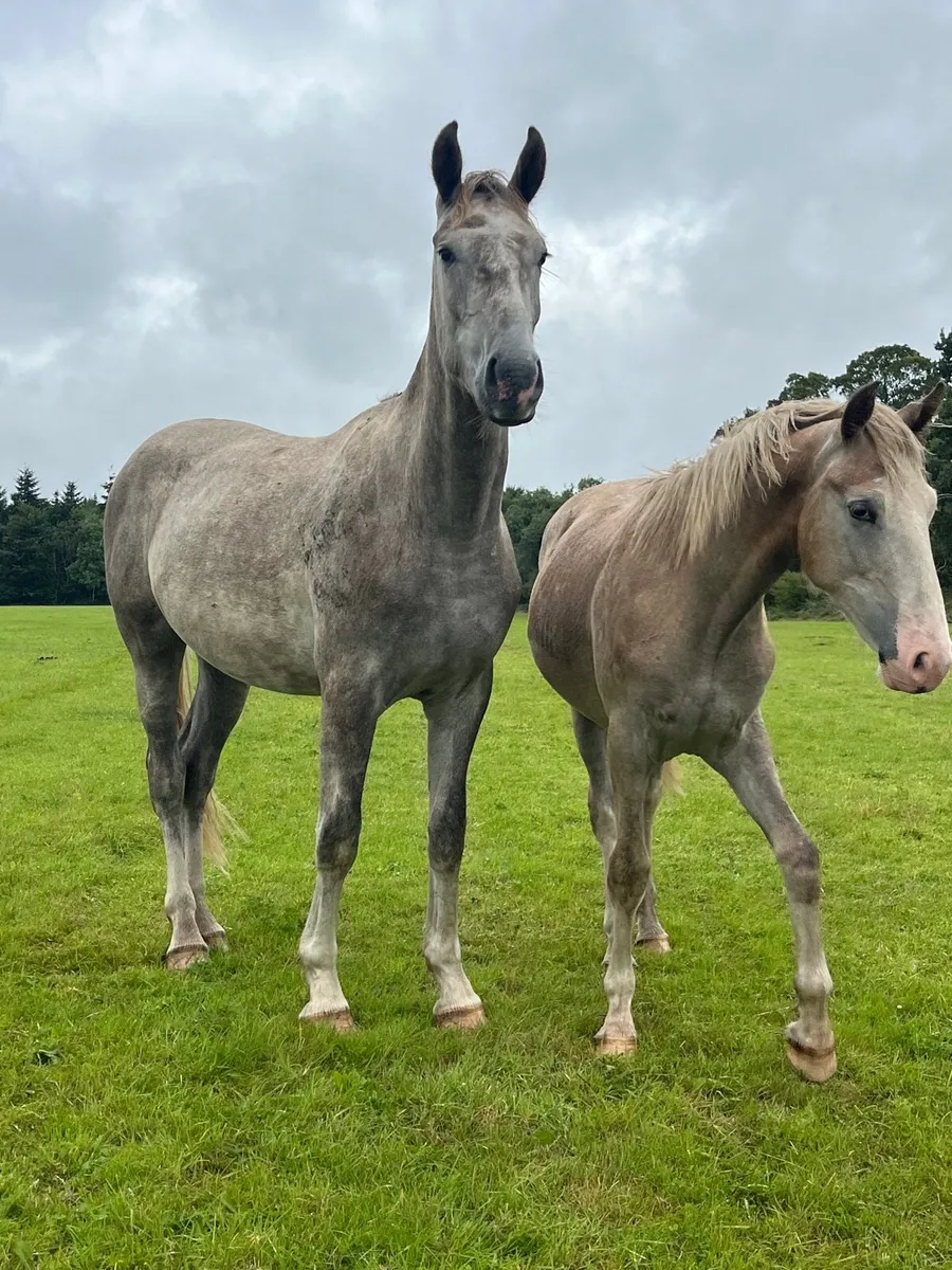 Two year old gelding - Image 1