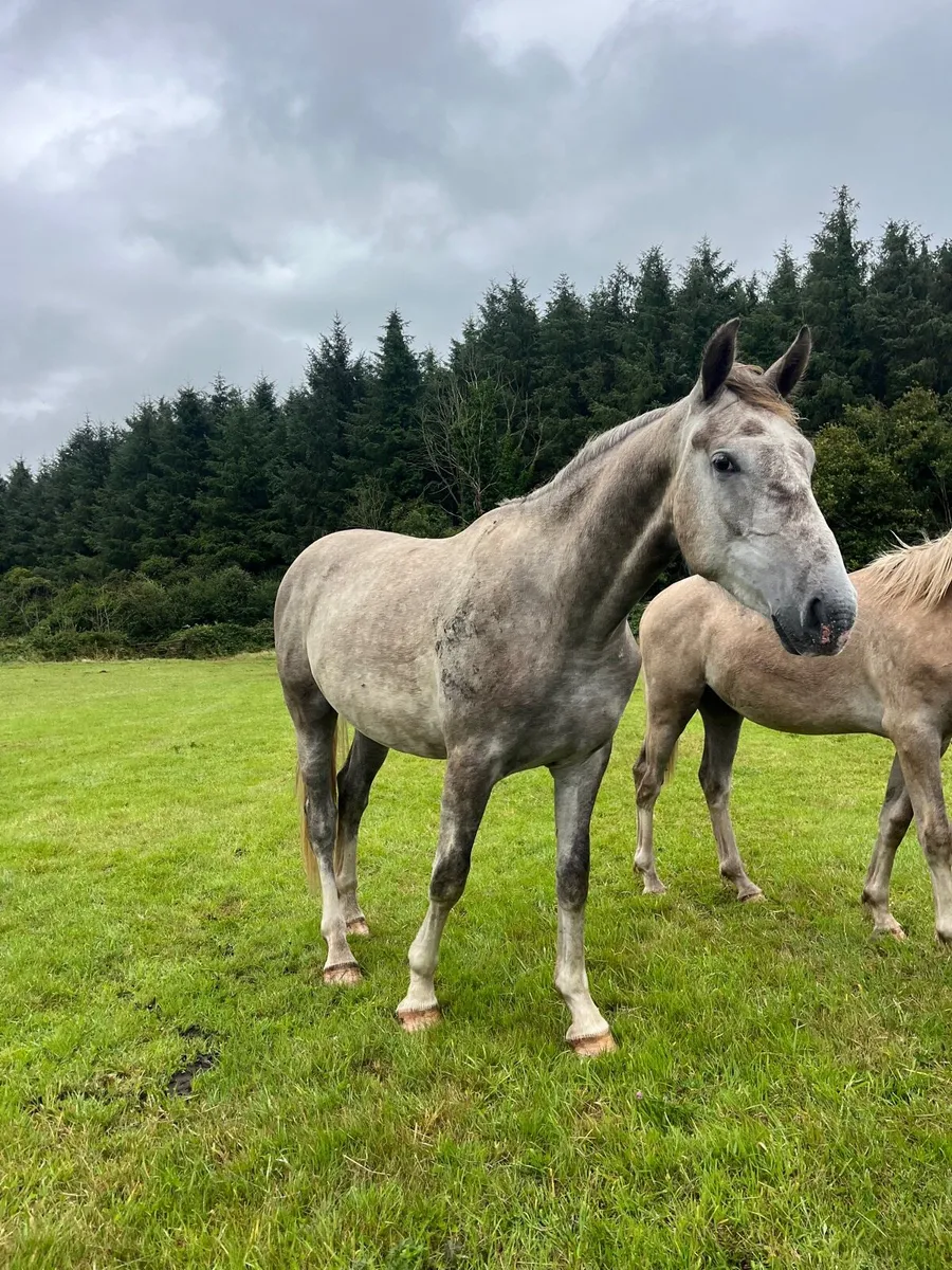 Two year old gelding - Image 2