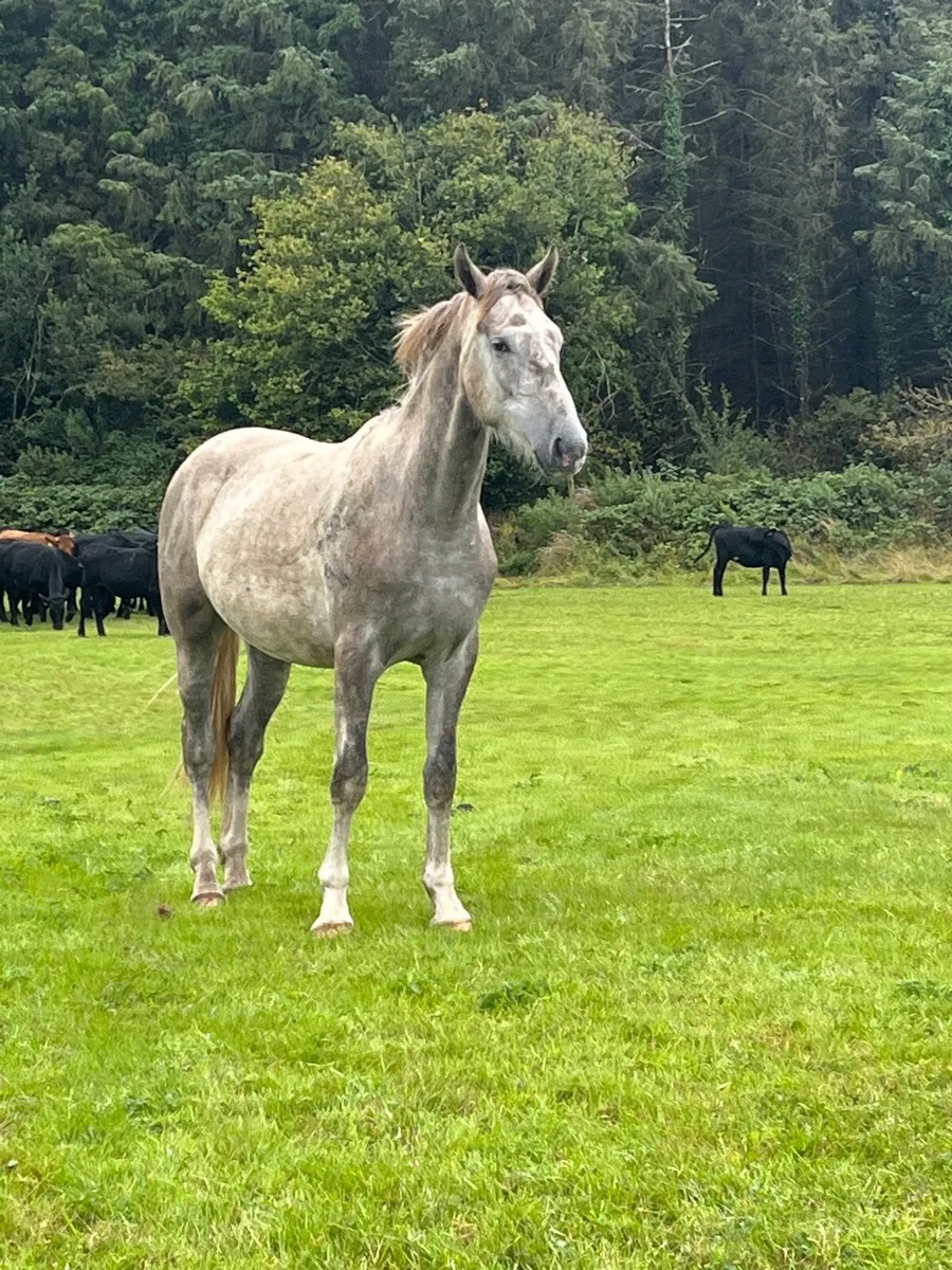 Two year old gelding - Image 4