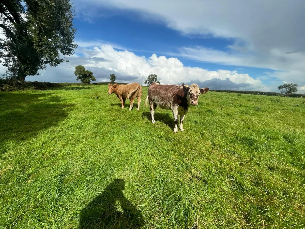Incalf heifers - Image 1