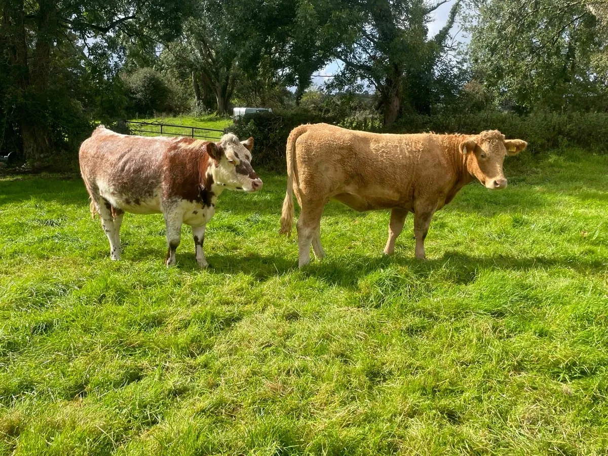 Incalf heifers - Image 2