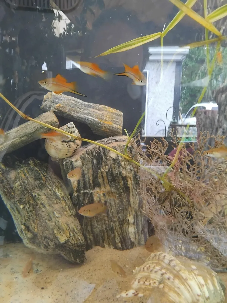 Fish - Image 1