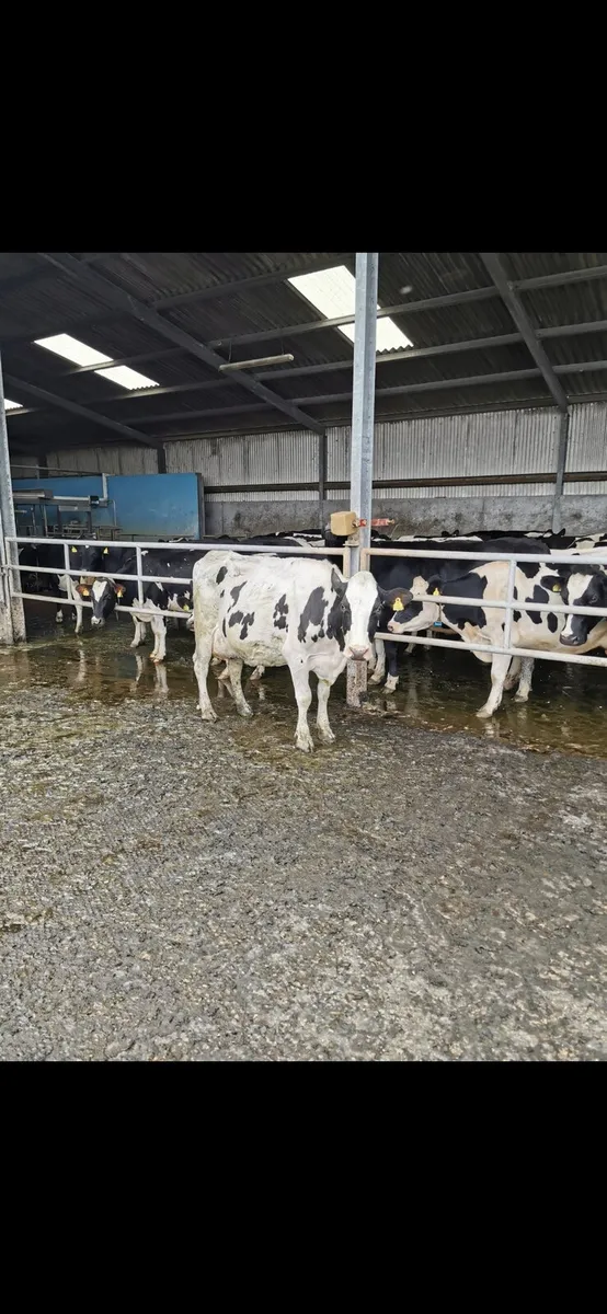 Relief milker/farm labourer required - Image 1