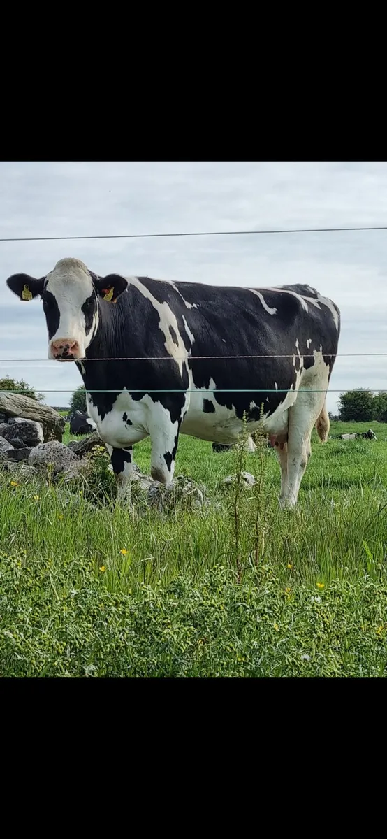 Relief milker/farm labourer required - Image 2