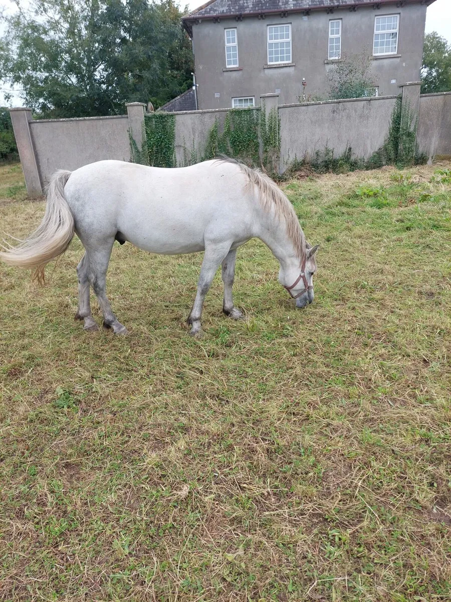Connemara Ponies - Image 3