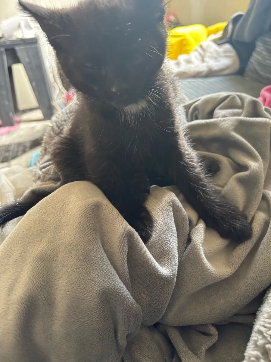 Female Kitten - Image 1