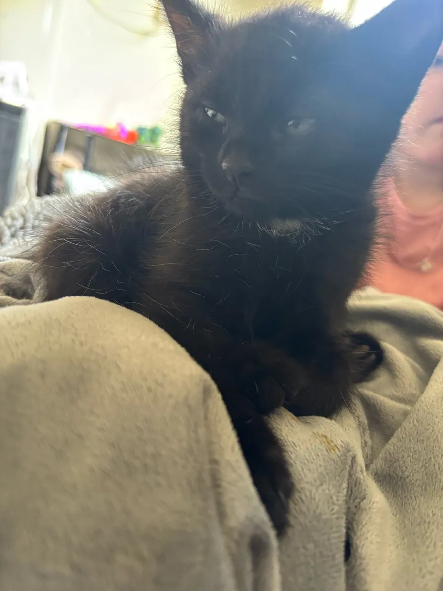 Female Kitten - Image 2