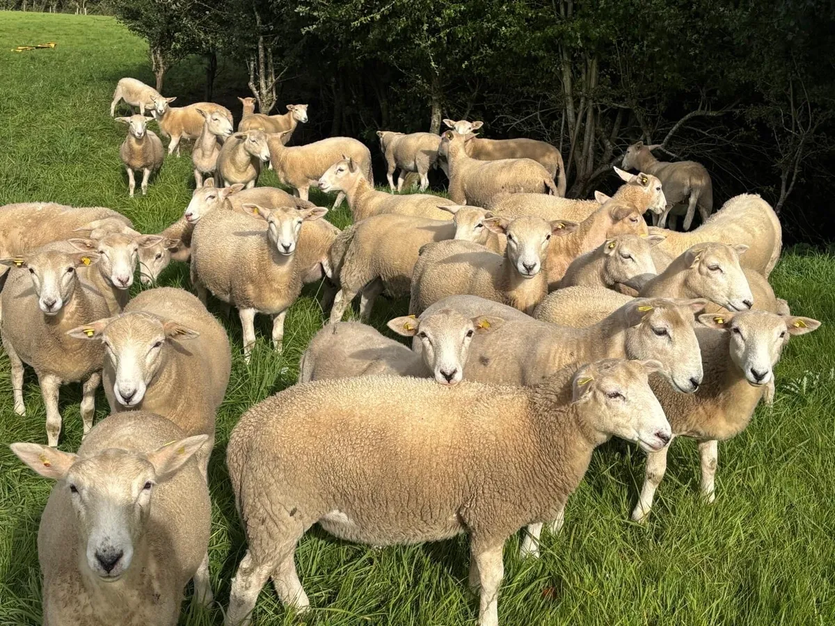 Organic Easycare Ewe Lambs + wether stores - Image 1