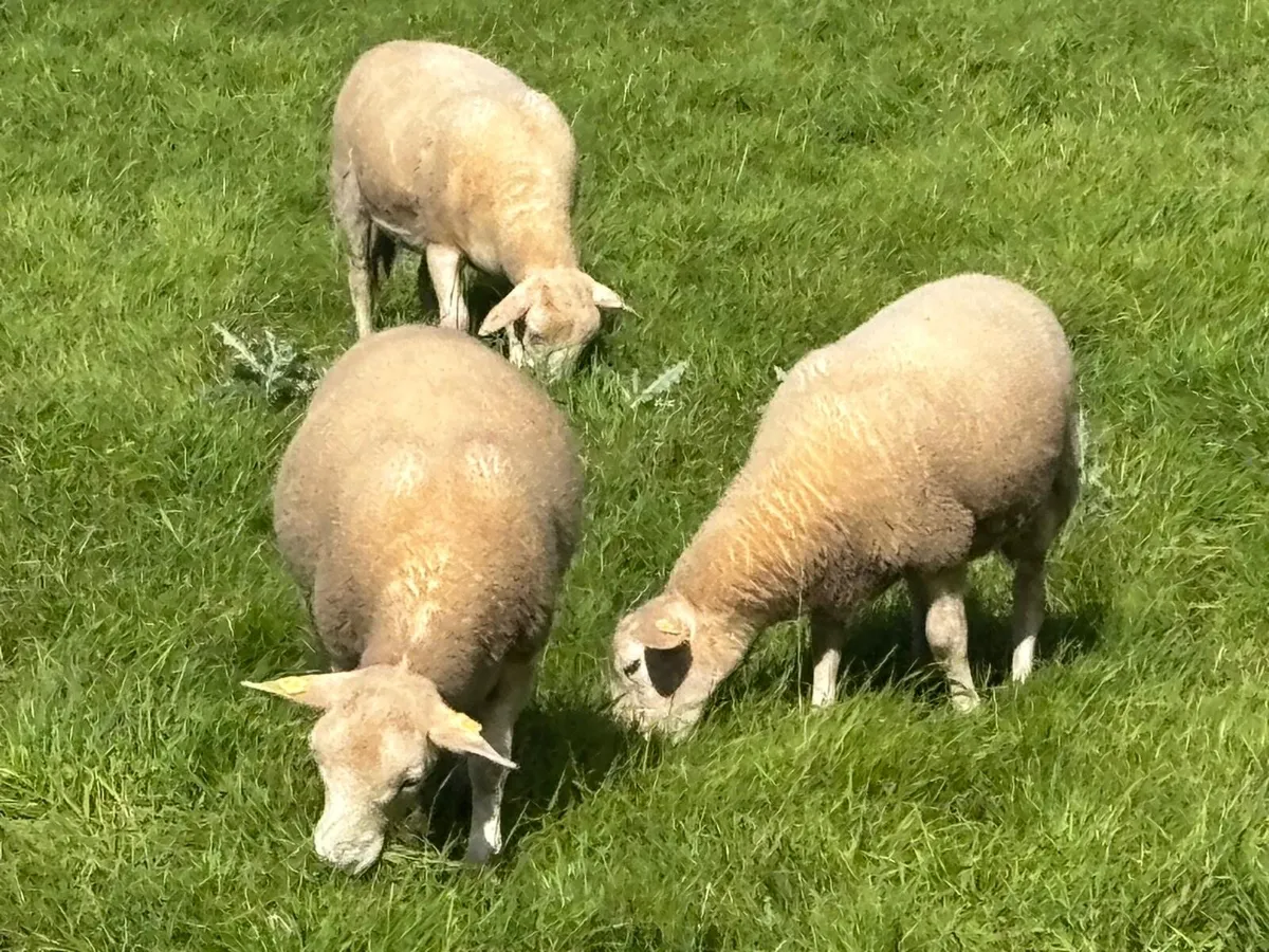 Organic Easycare Ewe Lambs + wether stores - Image 2