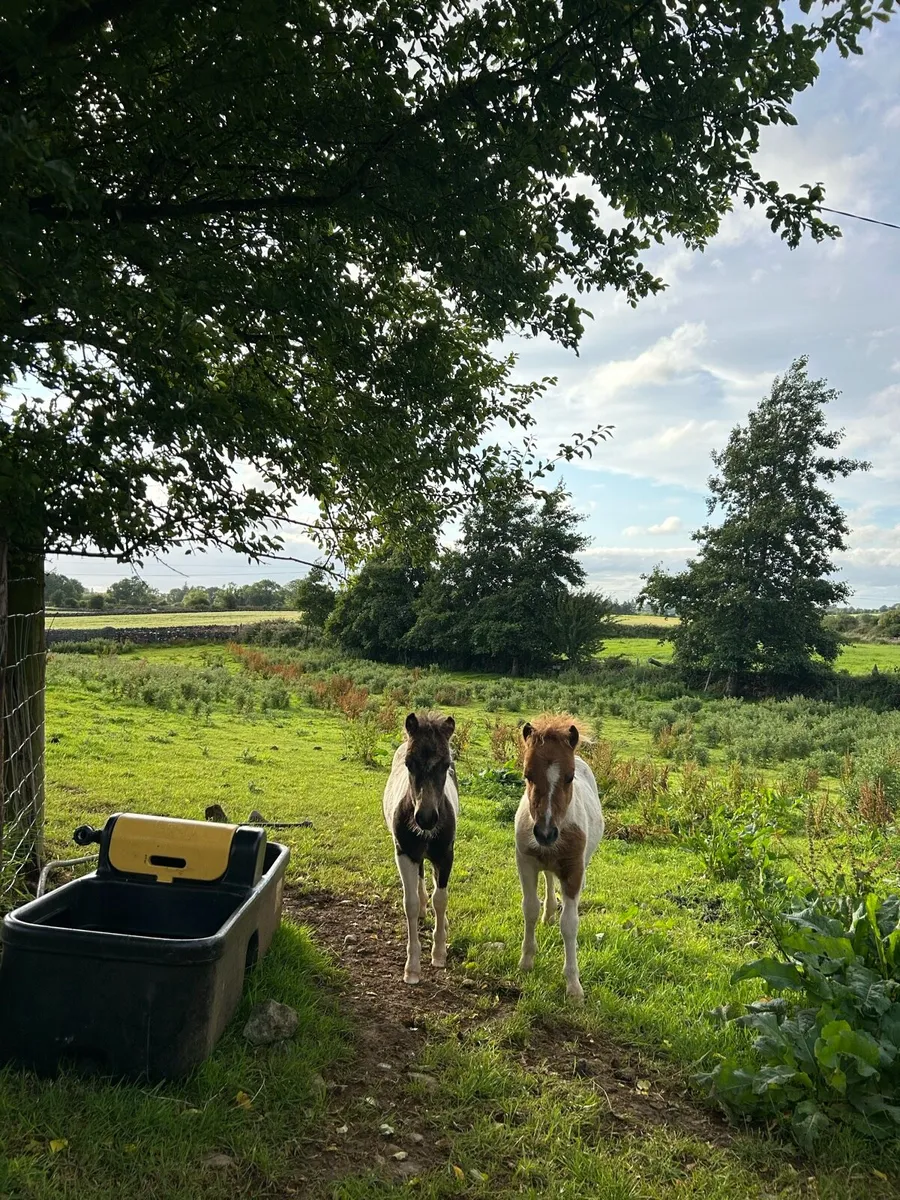 Shetland pony - Image 1